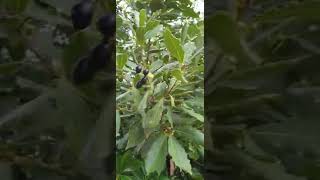 @flowerszoneforever In my Garden. Bay laurel tree. Amazing for tea