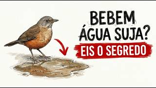 Miniatura do vídeo