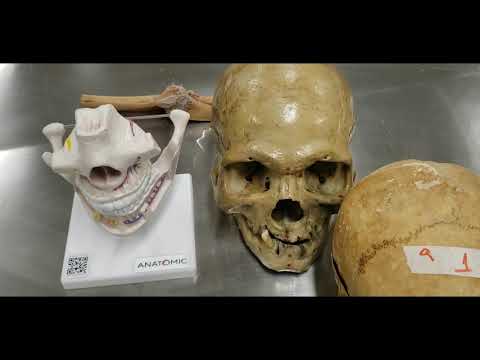 VÍDEO AULA PRÁTICA SISTEMA ARTICULAR PARTE 1 - CLASSIFICAÇÃO QUANTO AO TECIDO E MOBILIDADE