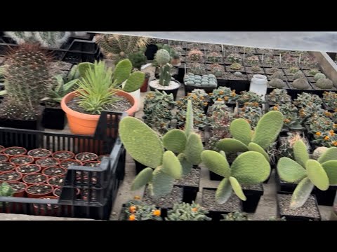 Zum Thema Überwinterung von Sukkulenten und Kakteen ￼