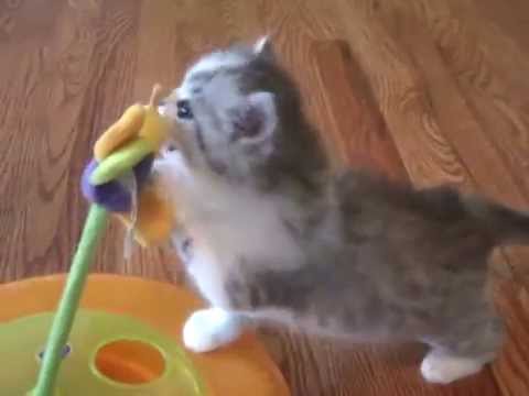 Kaerik RagaMuffin Kittens