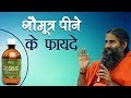 गौमूत्र पीने के फयदे Swami Ramdev