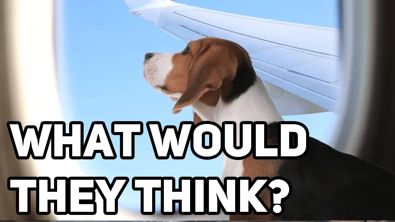 Is Traveling with Your Dog a Good Idea? Let’s Find Out!