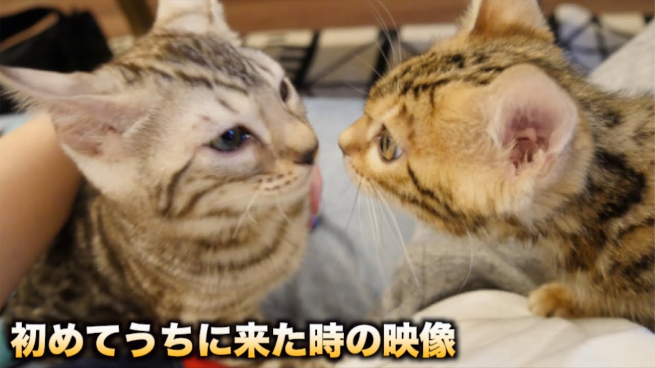 ルトとロゼが初めてうちに来た時の動画