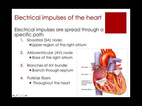 Cardiovascular System Part 2 (Biology 155)