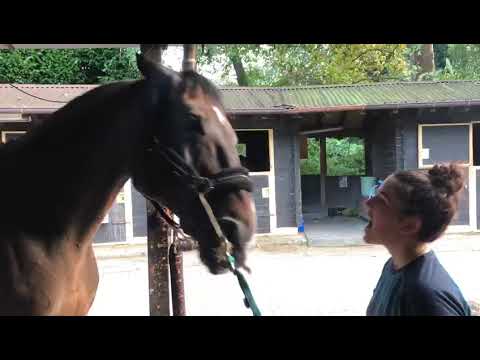 Mordi tu che mordo io!! Gioco tra cavallo e amazzone