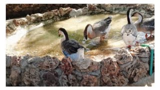 جولة في حديقة الحيوانات Passeio pelo zoológico