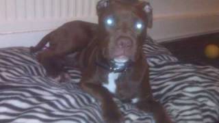 DMX - dogs intro - grand chapion