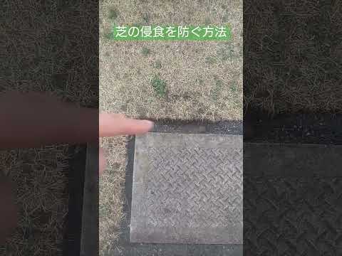 芝生からコケを取り除いたほうがいいでしょうか？その理由と方法: どのような治療法ですか?  庭園