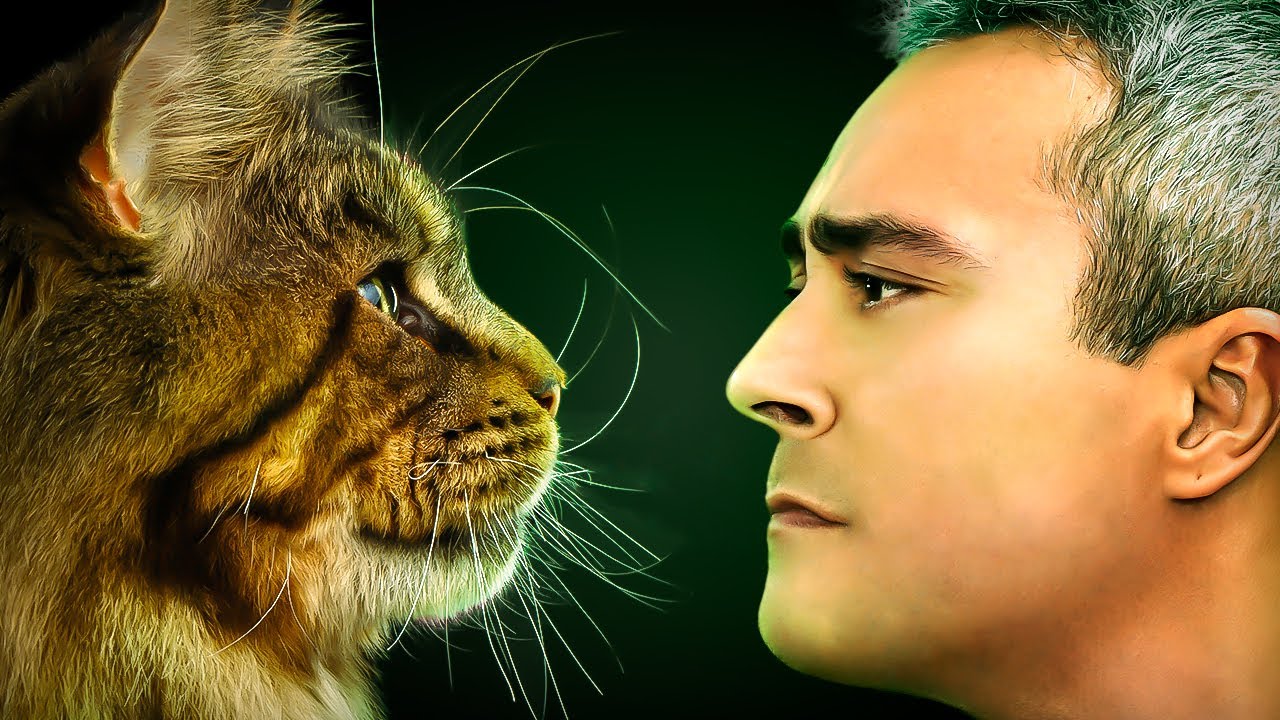 Como surgiram os GATOS?