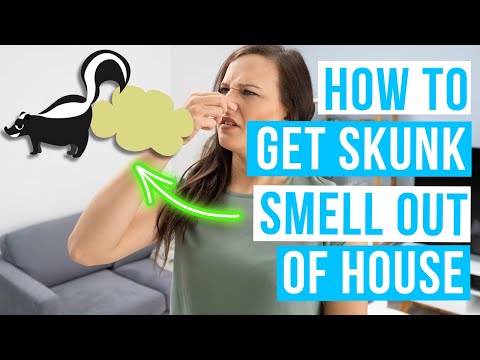 How to GET SKUNK SMELL OUT of house!