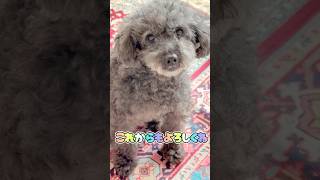 【繁殖引退犬との暮らし】#繁殖引退犬 #保護犬 #元保護犬 #保護犬から家庭犬へ #保護犬  #繁殖犬  #犬のいる生活 #いぬ #新しい家族  #犬 #dog #トイプードル #toypoodle