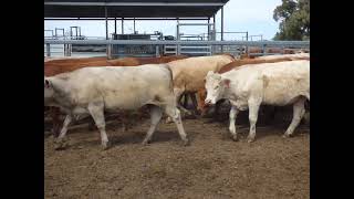 Soft Xbred PTE Feeder Hfrs