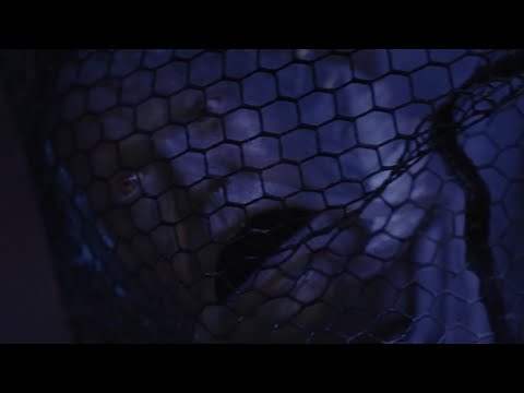 What We Do in the Shadows CLIP | Season 5x7 | Guillermo's Hybrids