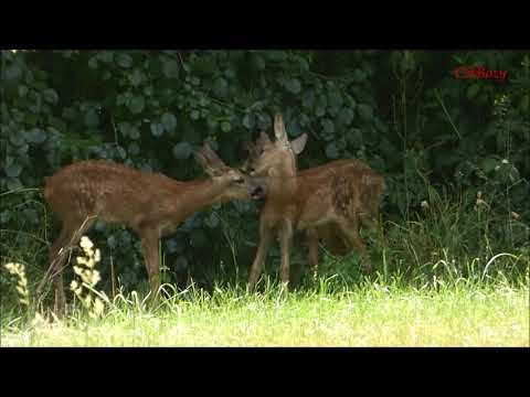 Reh mit Kitz - und wieder 3