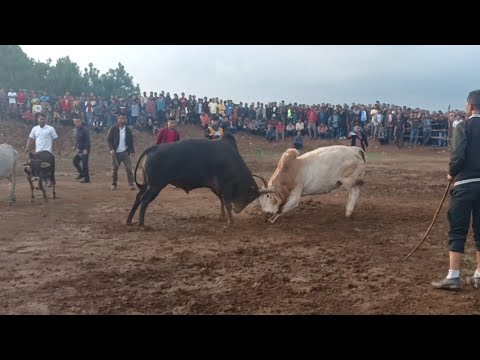 jrah sanroi bad u prieñ ia tur masi