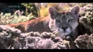 Nature Clips from BBC Planet Earth - &quot;It&#39;s The End of the Road&quot; by Matt Goss