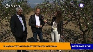 Το αμύγδαλο πηγή πλούτου για τη Θεσσαλία