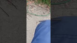 The Praying Mantis in full effect #wutang #rza