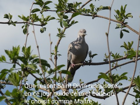 Que l'Esprit Saint Divin ressuscité en ce jour guide celui et celle qui le choisit comme Maitre