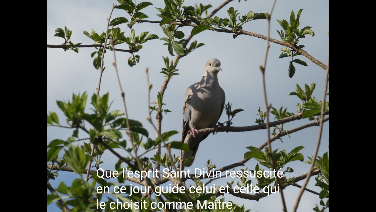 Que l'Esprit Saint Divin ressuscité en ce jour guide celui et celle qui le choisit comme Maitre