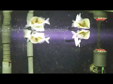 Sekerovka strieborná (Gasteropelecus sternicla) — video o chove a starostlivosti