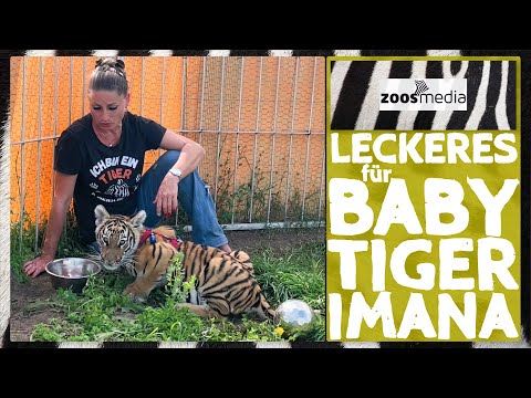 BABY-Tiger bei Carmen Zander: Fleisch & Milch | zoos.media