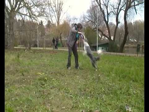 Szabó István és Zika On-line puller verseny 2020.12.06