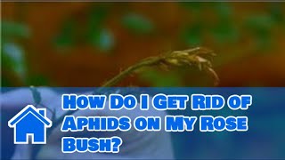 Care for Knockout Roses : How Do I Get Rid of Aphids on My Rose Bush?