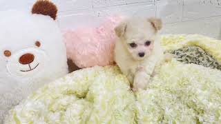 ハーフ犬の動画01