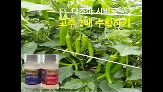 다조아 시비로 고추 2배이상 수확하기: 다조아골드와 플러스를 혼용해 생육기간중 지속 시비하면 고추가 한마디에…