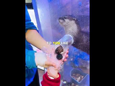 This Otter Brings You a Gift 🎁❤️