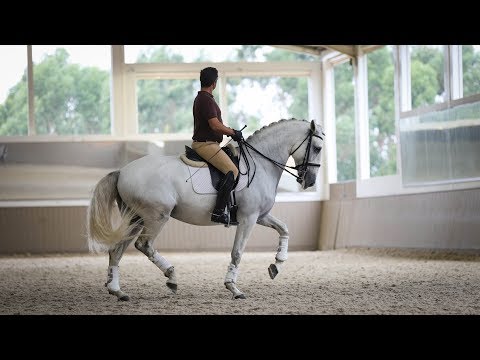 Horse for Sale | Sportive Piro Free Lusitano Mare (REF#382)