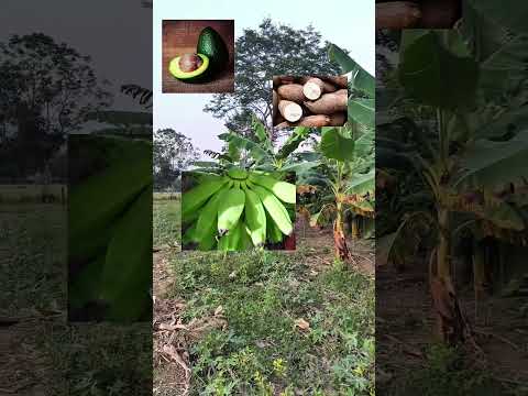 🔥 FINCA PRODUCTIVA DE 7 HECTÁREAS EN SAN CARLOS DE GUAROA, META | $280 MILLONES NEGOCIABLES