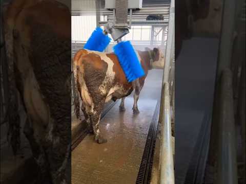 This cow is having a better spa day than me😑🐂