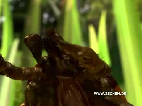 Animationsfilm - Lebenszyklus der Zecke