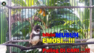 Download lagu 100% bikin MUSUH EMOSI...!!! Pancingan Sikatan Kipas Paling AMPUH, Cocok Buat Masteran/Pancingan mp3