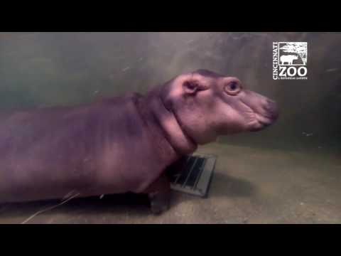 Baby Hippo Fiona Getting Use to Deeper Water - Cincinnati Zoo