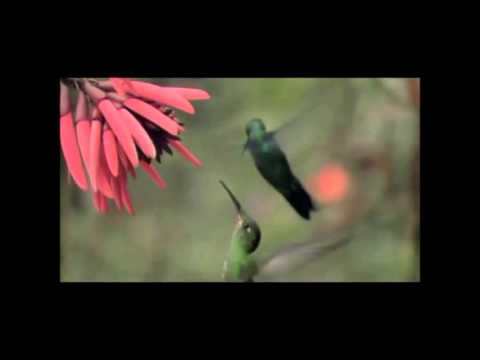 Makura Kouji (Mushishi OST 1)  枕浩司（蟲師韓国ドラマOST1）