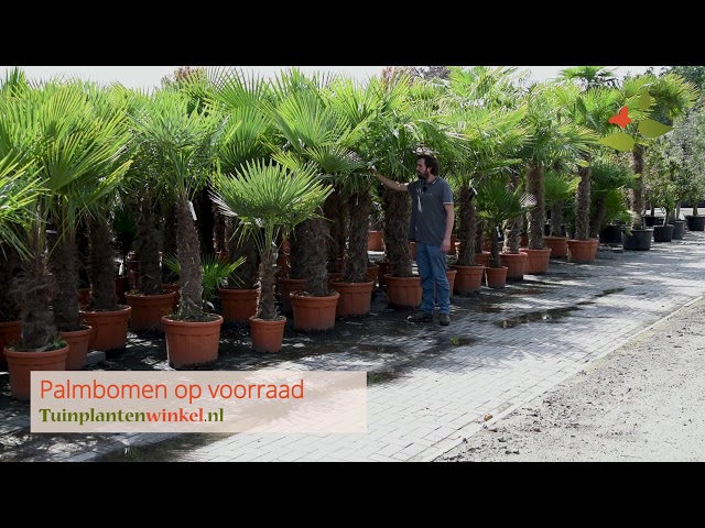 Winterharde Palmbomen En Andere Exotische Planten