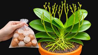 Just put it once under the pot! Suddenly the orchid grew roots and flowers immediately