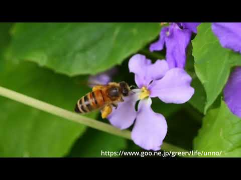 GH6のハイスピード300fps/VFR