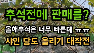 샤인머스켓수확시기 추석전에따내야돈이된다? 어느정도당도가 올라올때 따야하는가? #샤인머스켓재배기술 #샤인포도수…