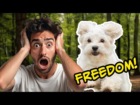 K9 Academy Dog Training Center video.