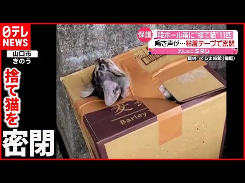 猫にストレスを与える11のこと