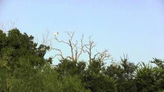 preview picture of video 'Wood Stork in Bastrop Texas Jun 29 2014 utube'