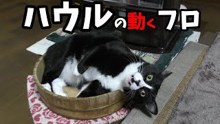 ハウルの動くフロ　猫パンチのハウル入浴シーンですCat bathing