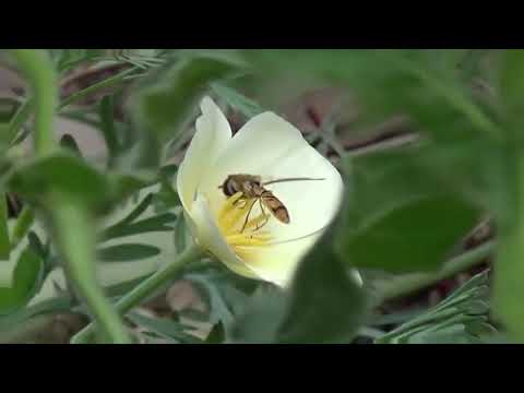 I Just Called To Say I Love You, 2 fold one of a thousand tune