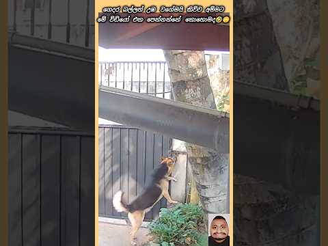 පුල්ලි හදයා යන්න ගියා🤣❤️ #shorts #funny #dog