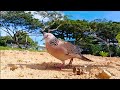 Kepuasan Ketenangan Memikat Burung Tekukur Dekukur Tuah Pikat Terkukur Tapau 2 Burung Mantap